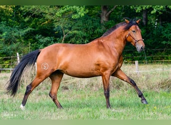 Lusitanos, Stute, 3 Jahre, Brauner