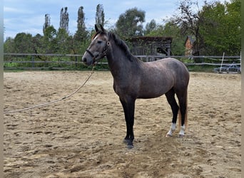 Lusitanos, Stute, 3 Jahre, Braunfalbschimmel