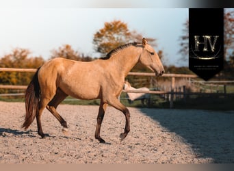 Lusitanos, Stute, 3 Jahre