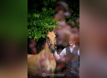 Lusitanos, Stute, 3 Jahre, Falbe