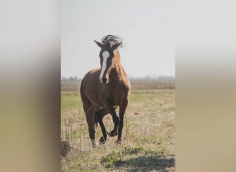 Lusitanos, Stute, 3 Jahre, Rotbrauner