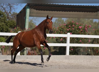 Lusitanos, Stute, 3 Jahre, Rotbrauner