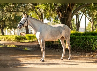 Lusitanos, Stute, 3 Jahre, Schimmel
