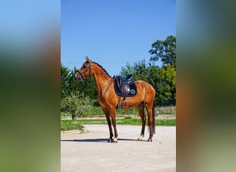 Lusitanos, Stute, 4 Jahre, 150 cm, Brauner