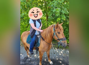 Lusitanos Mix, Stute, 4 Jahre, 150 cm, Fuchs