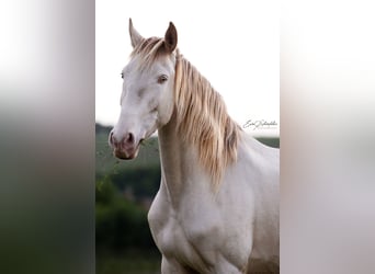 Lusitanos, Stute, 4 Jahre, 151 cm, Pearl
