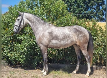 Lusitanos Mix, Stute, 4 Jahre, 152 cm, Schimmel