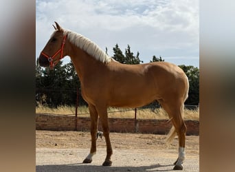 Lusitanos, Stute, 4 Jahre, 155 cm