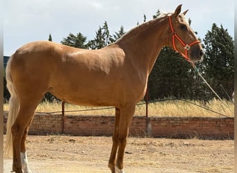 Lusitanos, Stute, 4 Jahre, 155 cm