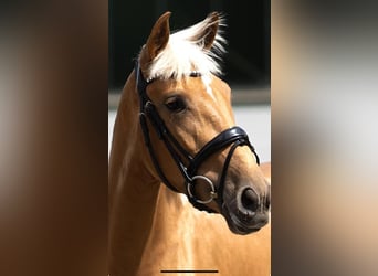 Lusitanos, Stute, 4 Jahre, 155 cm, Palomino