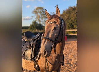 Lusitanos, Stute, 4 Jahre, 157 cm, Falbe