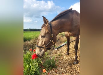Lusitanos, Stute, 4 Jahre, 157 cm, Falbe