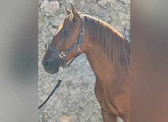 Lusitanos, Stute, 4 Jahre, 157 cm, Fuchs