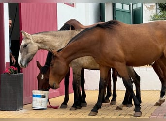 Lusitanos, Stute, 4 Jahre, 158 cm, Falbe