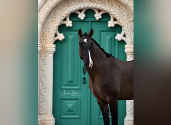 Lusitanos, Stute, 4 Jahre, 158 cm, Falbe