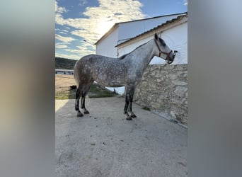 Lusitanos, Stute, 4 Jahre, 159 cm, Apfelschimmel