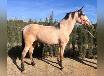 Lusitanos, Stute, 4 Jahre, 160 cm, Buckskin