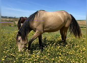 Lusitanos, Stute, 4 Jahre, 160 cm, Falbe