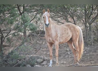 Lusitanos Mix, Stute, 4 Jahre, 161 cm, Palomino