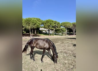 Lusitanos, Stute, 4 Jahre, 161 cm, Rappe