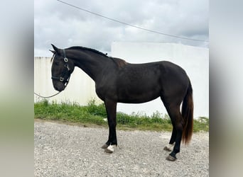 Lusitanos, Stute, 4 Jahre, 161 cm, Rappe