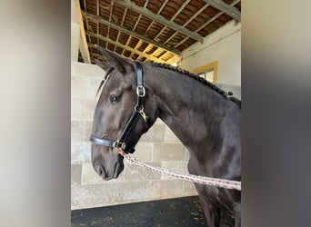 Lusitanos, Stute, 4 Jahre, 161 cm, Rappe