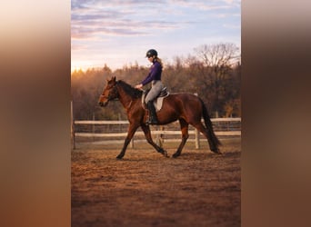 Lusitanos, Stute, 4 Jahre, 162 cm, Brauner