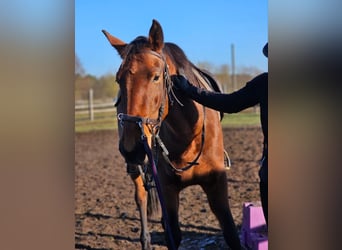 Lusitanos, Stute, 4 Jahre, 162 cm, Brauner