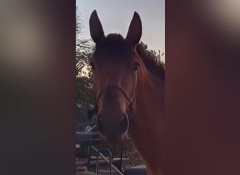 Lusitanos, Stute, 4 Jahre, 162 cm, Brauner