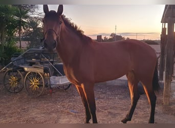 Lusitanos, Stute, 4 Jahre, 162 cm, Brauner