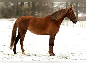 Lusitanos Mix, Stute, 4 Jahre, 162 cm, Fuchs