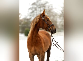 Lusitanos Mix, Stute, 4 Jahre, 162 cm, Fuchs