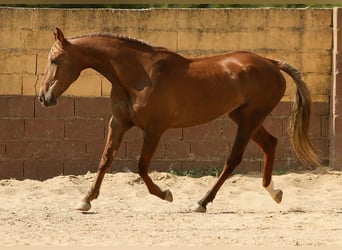 Lusitanos Mix, Stute, 4 Jahre, 162 cm, Fuchs