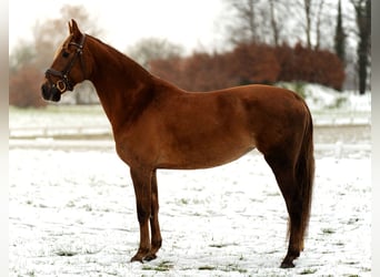 Lusitanos Mix, Stute, 4 Jahre, 162 cm, Fuchs
