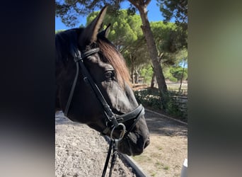 Lusitanos, Stute, 4 Jahre, 162 cm, Rappe