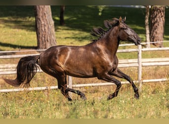 Lusitanos, Stute, 4 Jahre, 162 cm, Rappe
