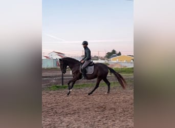 Lusitanos, Stute, 4 Jahre, 162 cm, Rappe