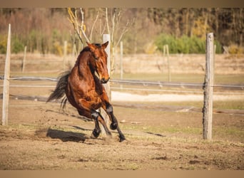 Lusitanos, Stute, 4 Jahre, 164 cm, Brauner