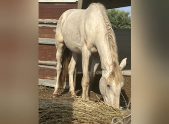 Lusitanos, Stute, 4 Jahre, 165 cm, Cremello