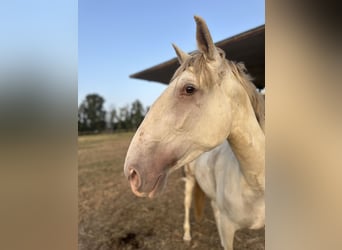 Lusitanos, Stute, 4 Jahre, 165 cm, Cremello