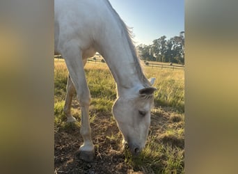 Lusitanos, Stute, 4 Jahre, 165 cm, Cremello