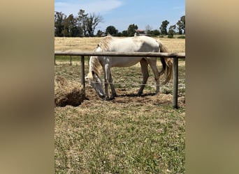 Lusitanos, Stute, 4 Jahre, 165 cm, Cremello
