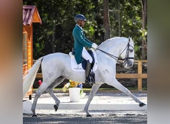Lusitanos, Stute, 4 Jahre, 165 cm, Schimmel