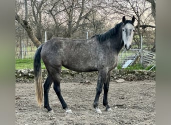 Lusitanos, Stute, 4 Jahre, 165 cm, Schimmel