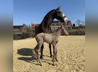 Lusitanos, Stute, 4 Jahre, 166 cm, Cremello