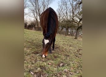 Lusitanos, Stute, 4 Jahre, Brauner