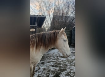 Lusitanos Mix, Stute, 5 Jahre, 147 cm, Champagne