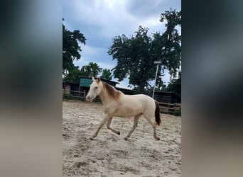 Lusitanos Mix, Stute, 5 Jahre, 147 cm, Champagne