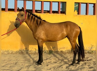 Lusitanos, Stute, 5 Jahre, 151 cm, Buckskin