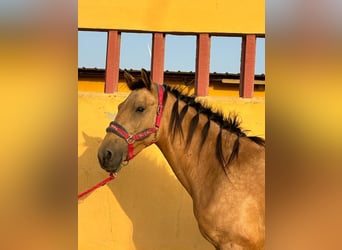 Lusitanos, Stute, 5 Jahre, 151 cm, Buckskin